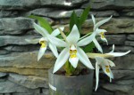 Coelogyne corymbosa.jpg