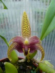 Bulbophyllum sumatranum1.jpg