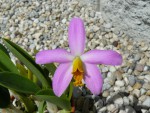 Laelia lucasiana1.jpg