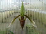 Paphiopedilum dayanum.jpg