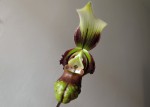 Paphiopedilum sangii.jpg