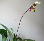 Paphiopedilum sangii-.jpg