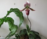 Paph. nigritum.jpg