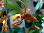 orchideje 23283.jpg