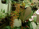 orchideje 23298.jpg