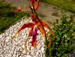 orchideje 23297.jpg