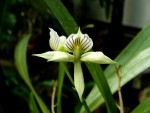 orchideje 23284.jpg