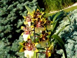 orchideje 23294.jpg