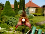 orchideje 23296.jpg