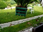 orchideje 23295.jpg