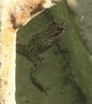 Epidalea viridis_a resize.jpg
