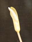 Amorphophallus verticillatus AGA_0172_01_a resize.jpg