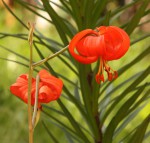 Lilium pumilum_c resize.jpg