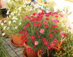 Argyranthemum frutescens_b resize.jpg