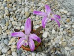 Laelia ghillanyi flamea.jpg