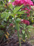 Arisaema-consanguineum.jpg