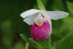 1872_Cypripedium reginae.jpg