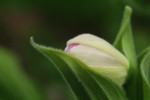 1873_Cypripedium reginae.jpg