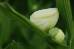 1874_Cypripedium reginae.jpg