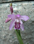 Bletilla yokohama.jpg