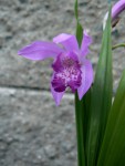 Bletilla striata × Soryu blue.jpg