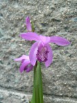 Bletilla striata.jpg