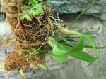 Bulbophyllum pardalotum.jpg