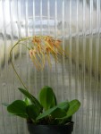 Bulbophyllum taiwanense1.jpg