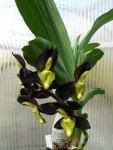 Catasetum tenebrosum St. Frences1.jpg