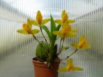 Lycaste aromatica.jpg