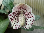 Paphiopedilum bellatulum1.jpg