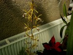 orchideje 23306.jpg