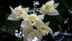 Stanhopea gibbosa 1.JPG