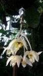 Stanhopea gibbosa 2.JPG