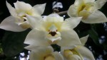 Stanhopea gibbosa 3.JPG