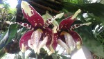 Stanhopea tigrina 1.JPG