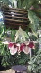 Stanhopea tigrina 2.JPG