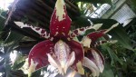 Stanhopea tigrina 3.JPG