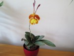 psychopsis mariposa 1.jpg