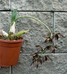 Catasetum cernuum.jpg