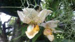 Stanhopea embreei 1.JPG