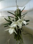 Angraecum didierii.jpg