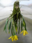 Encyclia citrina1.jpg