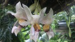 Stanhopea napoense.JPG