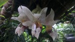 Stanhopea napoense II.JPG