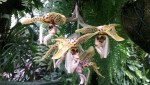 Stanhopea hernandezii 1.JPG