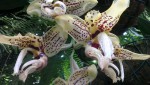 Stanhopea hernandezii 2.JPG