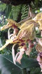 Stanhopea hernandezii 3.JPG