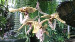 Stanhopea hernandezii 4.JPG