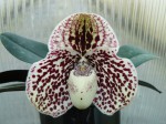 Paphiopedilum godegroyae.jpg